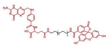 FITC-PEG-Folate Folate-PEG-FITC  荧光素聚乙二醇叶酸