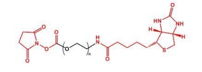 NHS-PEG-Biotin Biotin-PEG-NHS  活性酯聚乙二醇生物素