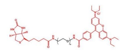 Biotin-PEG-RB RB-PEG-Biotin 生物素聚乙二醇罗丹明