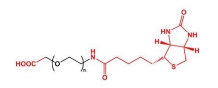 Biotin-PEG-COOH COOH-PEG-BN  羧基聚乙二醇生物素