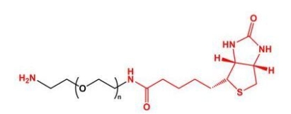 NH2-PEG-BN Biotin-PEG-NH2  氨基聚乙二醇生物素