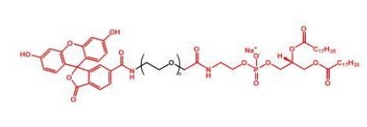 FITC-PEG-DSPE DSPE-PEG-FITC 磷脂-聚乙二醇-荧光素 