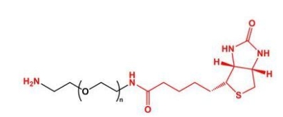 NH2-PEG-BN Biotin-PEG-NH2  氨基聚乙二醇生物素