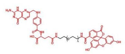 FITC-PEG-Folate Folate-PEG-FITC  荧光素聚乙二醇叶酸