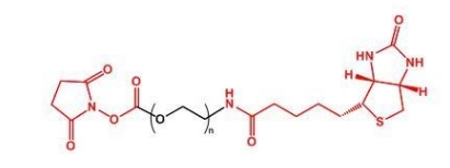 NHS-PEG-Biotin Biotin-PEG-NHS   活性酯聚乙二醇生物素