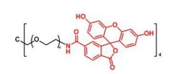  4ARM-PEG-FITC 4Arm-PEG-Fluoresein  四臂聚乙二醇荧光素