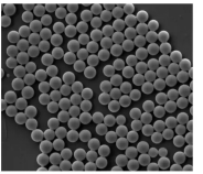 100nm链霉亲和素修饰的四氧化三铁纳米球；Streptavidin修饰Fe3O4 100nm