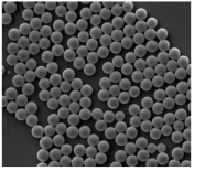 正电绿色荧光微球200nm；Green fluorescent microsphere