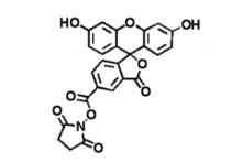 FITC-NHS 绿色荧光素标记活性酯5-FAM-NHS