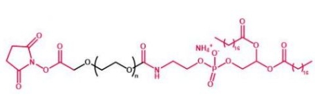 DSPE-PEG-NHS NHS-PEG-DSPE 磷脂聚乙二醇活性酯
