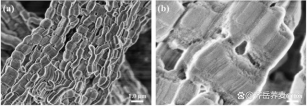 树枝状多孔二氧化硅纳米颗粒 (粒径110nm 孔径15nm)