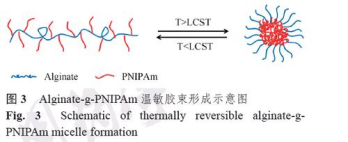 PNIPAM MW:8500；聚N-异丙基丙烯酰胺