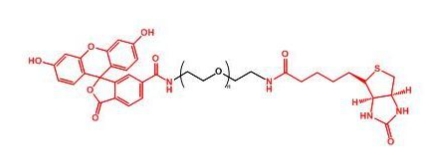  FITC-PEG-Biotin Biotin-PEG-FITC 生物素聚乙二醇荧光素