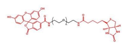 FITC-PEG-Biotin 生物素聚乙二醇荧光素