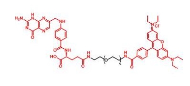 RB-PEG-FA RB-PEG-Folate 叶酸PEG罗丹明 叶酸聚乙二醇罗丹明