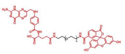 FITC-PEG-Folate Folate-PEG-FITC  荧光素聚乙二醇叶酸