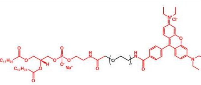 罗丹明聚乙二醇磷脂 Rhodamine-PEG-DSPE