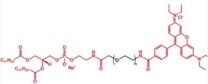 罗丹明聚乙二醇磷脂 Rhodamine-PEG-DSPE
