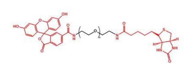 荧光素聚乙二醇生物素 FITC-PEG-Biotin
