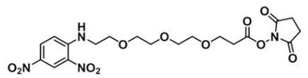 DNP-PEG3-NHS ester  C19H24N4O11