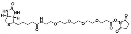 CAS 459426-22-3  Biotin-PEG4-NHS ester  生物素四聚乙二醇活性酯