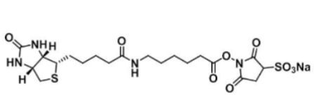  127062-22-0  Biotin-LC-Sulfo-NHS  水溶性活性酯长链生物素
