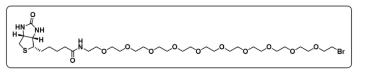 Biotin-PEG10-Br
