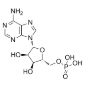 腺苷酸  