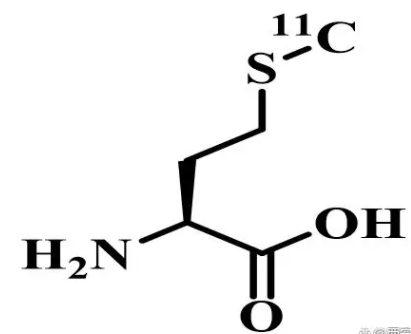11C-MET分子探针|11C-甲基-L-蛋氨酸|分子靶点：氨基酸类