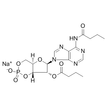 CAS:16980-89-5	Bucladesine (sodium)	二丁酰环磷腺苷钠    规模供应
