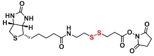 122266-55-1    Biotin-SS-NHS ester   生物素-二硫键-琥珀酰亚胺酯