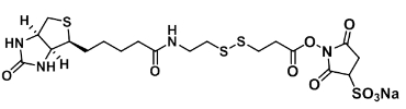 325143-98-4    Biotin-SS-Sulfo-NHS ester   生物素-二硫键-磺酸-琥珀酰亚胺酯