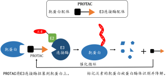 PROTAC（蛋白降解靶向嵌合体）分子的优势