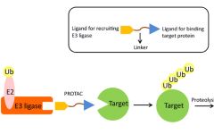 什么是PROTAC（Proteolysis Targeting Chimera）技术？