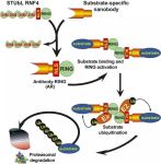 PROTAC（Proteolysis-Targeting Chimeras，蛋白水解靶向嵌合体）面临的挑战