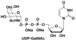  UDP-GalNAc    