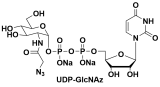UDP-GlcNAz  