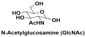 N-Acetyl-D-glucosamine (GlcNAc)  