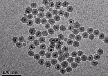  Protein G gold nanoparticles  