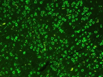 6-FAM-Estrogen  6-羧甲基荧光素标记雌性激素  荧光标记药物