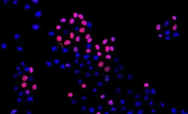 TRITC-Lovastatin     四甲基罗丹明标记洛伐他汀    荧光标记药物