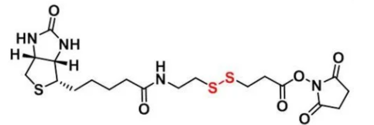   NHS-SS-biotin 