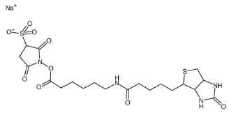 CAS：127062-22-0；Sulfo-NHS-LC-Biotin sodium