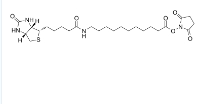 887628-40-2  Biotin-C10-NHS Ester   一种 PROTAC linker,属于 alkyl/ether 类