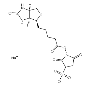 biotin sulfo-osu；119616-38-5；磺基琥珀生物素