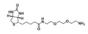  生物素-二乙二醇-氨基  