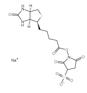 磺基琥珀生物素；119616-38-5；biotin sulfo-osu