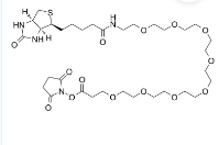 2143968-03-8  (+)-Biotin-PEG8-NHS Ester  生物素-PEG8-N-羟基琥珀酰亚胺酯