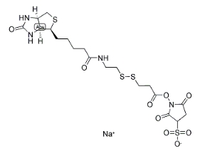 cas:122266-55-1        Biotin-SS-NHS         生物素-二硫-活性酯