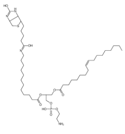 799812-67-2      1-油酰-2-(12-生物素酰(氨基十二烷基))-sn-甘油-3-磷酸乙醇胺